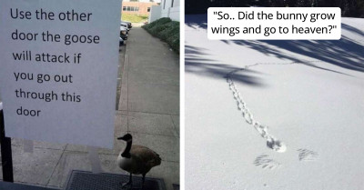 If You Believe Birds Can’t Be Mean, These 21 Photos Will Change Your Mind