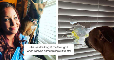 Dog Makes a Big Hole in the Blinds So She Can Look Out the Window