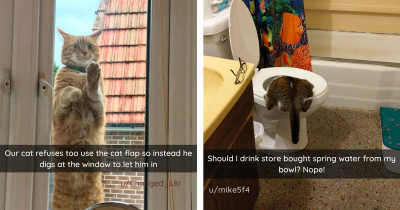 Hilarious Cats Doing Typical Cat Things