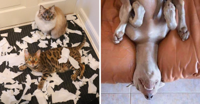 22 Things Our Pets Most Definitely Do At Home When They Are Left Alone