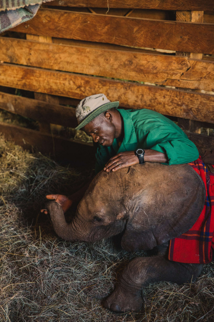 They also provide warmth and comfort throughout the night. To calm a distressed baby elephant, the caretakers have to drape them in a blanket and snuggle with them like a mother would.