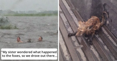 These Two Men Risked Their Lives To Rescue Stranded Foxes From Flood Waters