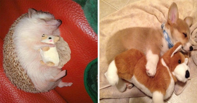 25 Pets Who Would Not Part With Their Most Precious and Favorite Toys