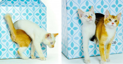 These Oversized Cardboard “Milk Cartons” Are Wonderful Places For Cats To Sleep And Hang Out