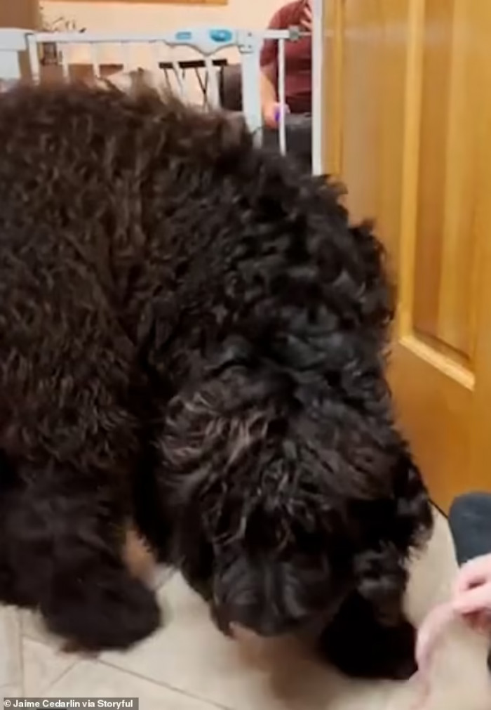 Cassi was adopted a week before the clip was filmed and seems to have quickly fitted into her new home.