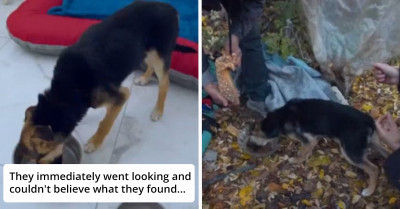 Puppy Found In Ukrainian Forest Snuggling With A Homeless Man