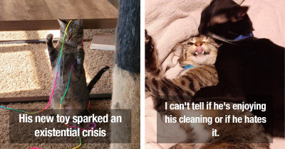 Hilarious Cats Doing What Cats Do Best
