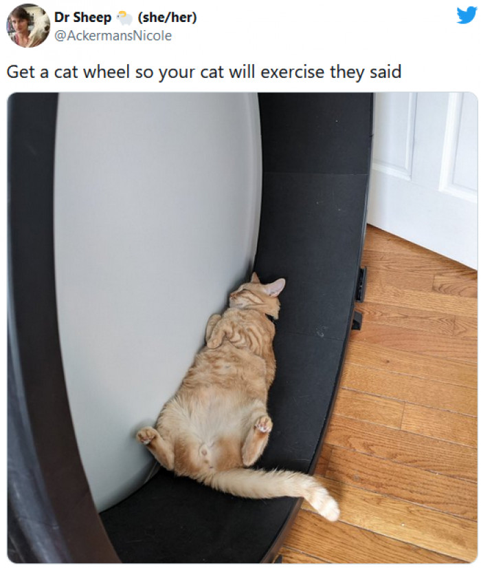 29. Cat wheels are a great way for your cat to exercise!
