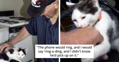 84-Years-Old Army Veteran Is Saved By His Cat After 16 Hours Of Waiting For Help