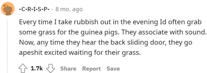 Hearing the sound of the back sliding door brings out these overly excited guinea pigs, who patiently wait for their grass.
