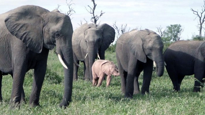 The pink baby elephant frolicks peacefully among his herd