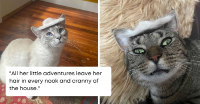 Cat Mom Repurposed Tumbleweed Into A Cowboy Hat For Her Cat