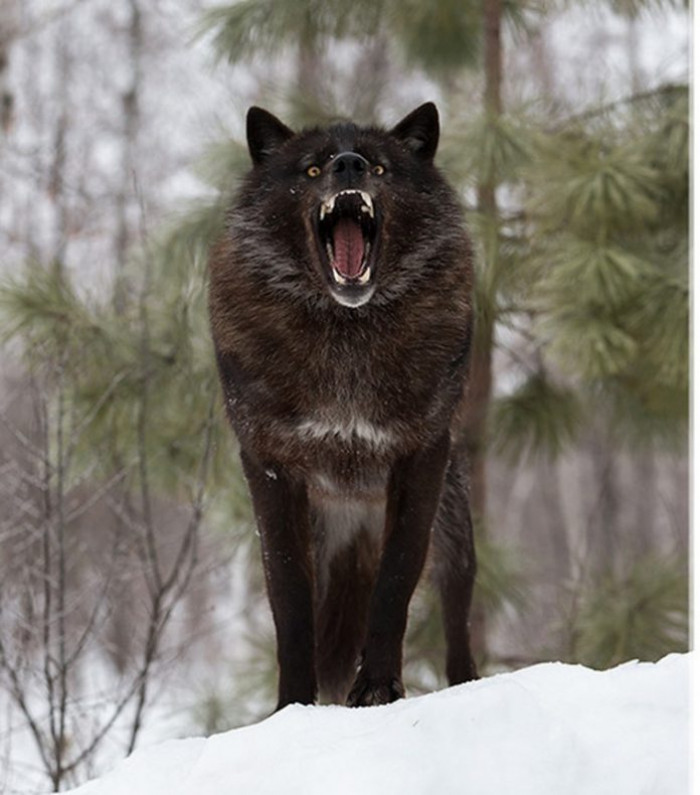 Meet the majestic black timber wolf!