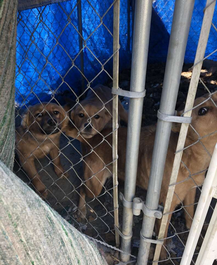 They discovered a mother and her two puppies living in squalor