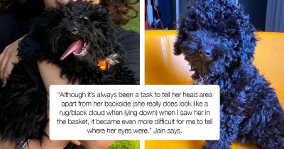 Dog Has A Brilliant Way Of Disguising Herself By Camouflaging Herself Into Things