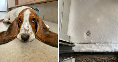 15 Dog Pictures To Give You A Little Pick-Me-Up So You Can Finish Your Day Happy