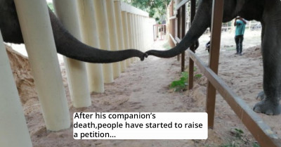 Loneliest Elephant In The World Finally Meets One Of Its Own Kind For The First Time In Eight Years