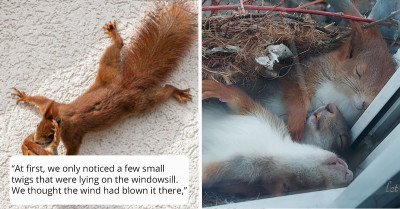 Man Finds The Most Adorable Surprise RIGHT Outside His Window