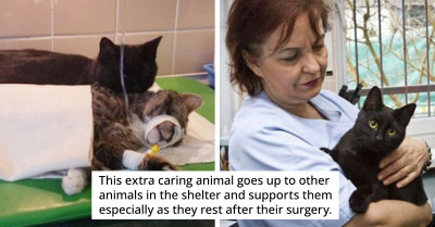 Rescued 'Nurse Cat' Has A Gift Of Comforting Sick Animals At The Shelter