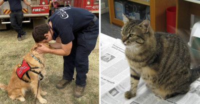 16 Heroic Pets That Could Easily Win An Award For Their Amazing Acts