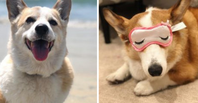 19 Of The Most Photogenic Corgis You're Ever Going To See