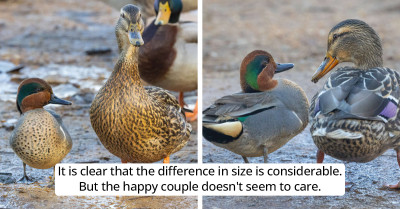 Tiny Duck Found A Girlfriend That’s Three Times His Size, And They Are Adorable Together