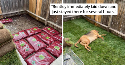 This Rescued Dog's Mom Made Him A Grassed Yard So He Could Delight In One For The First Time Ever