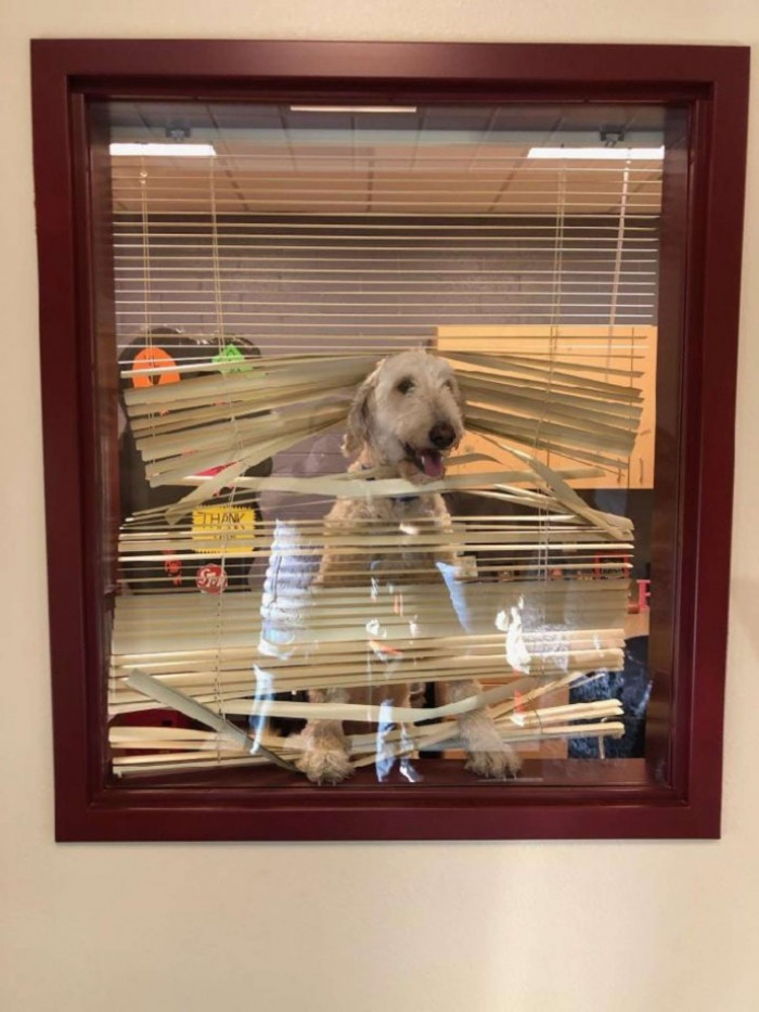 And the Dog is Happily Peeking Out