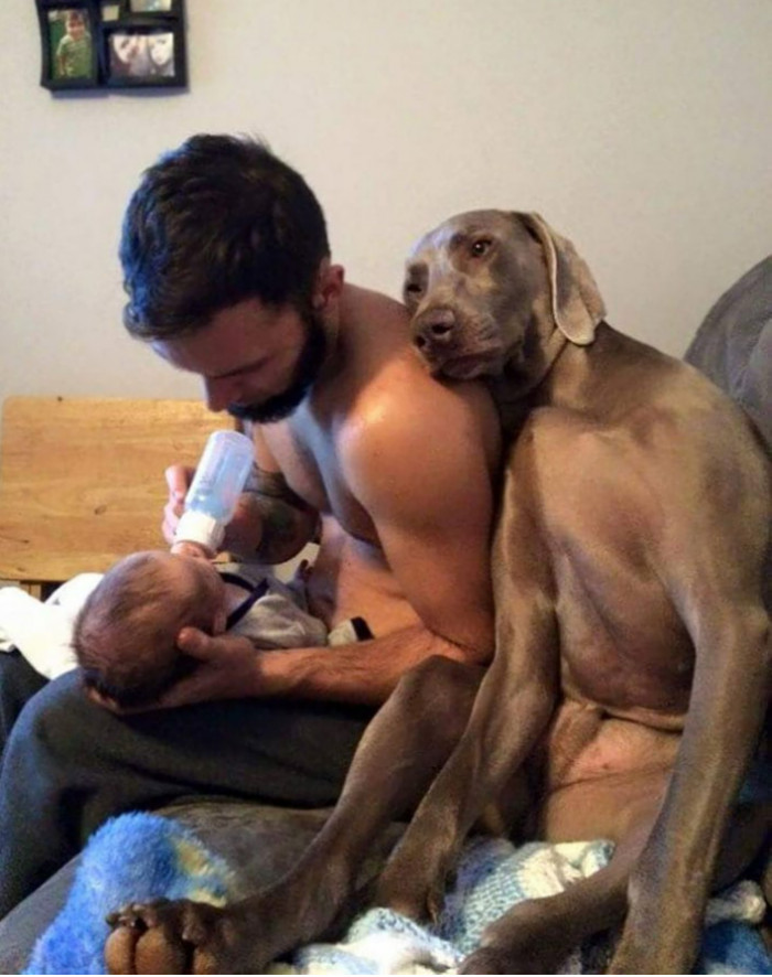 21. This doggo plays the role of this man's wife and never makes him feel lonely.