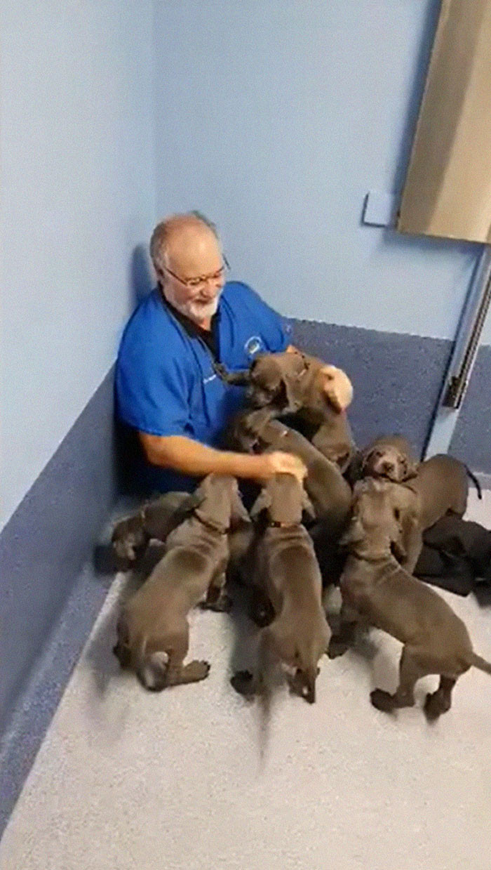 A vet was found with a litter of great danes before their height wasn’t as great yet 