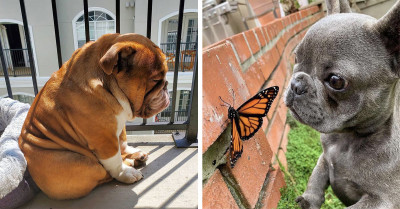 51 Adorable Photos of Bulldogs Show How Friendly and Lovely This Peculiar Breed of Dog Truly Is