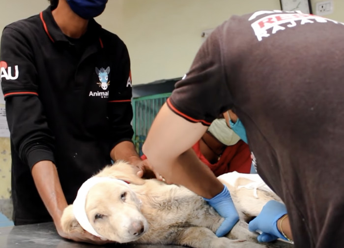 As if the old dog's condition wasn't bad enough, he was also dehydrated. The vet had to give him an IV drip to treat him.