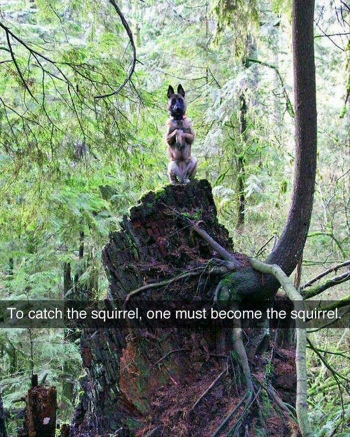 4. Let us now become the squirrel