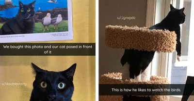Black Cats Proving There's Nothing Quite Like Black Cats