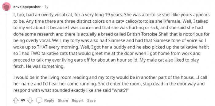 Just a cat owner with two super talkative cats.