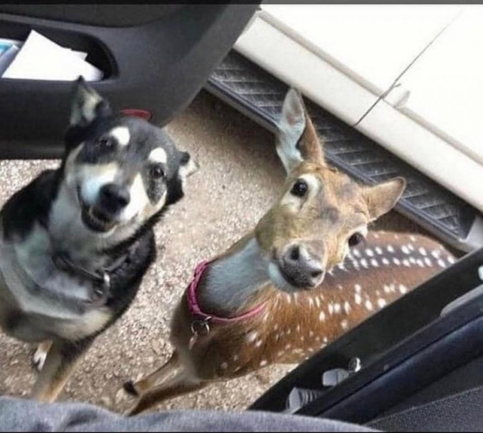 11. He went out to play and came back with a new friend