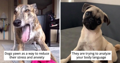 20+ Dog Psychology Facts That Every Dog Owner Needs to Know
