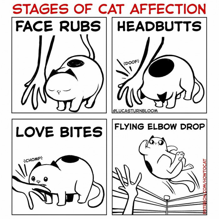 12. Stages of cat affection