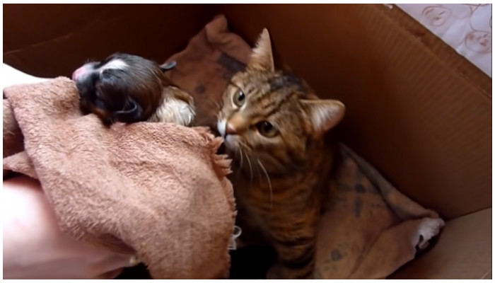The video was so adorable that they decided to share it, and in no time, it went viral, winning a million hearts. This proves that a mother’s love for her children, whether they are her own or someone else’s, is purely unconditional and genuine. Cats and dogs have been known as natural enemies since the beginning of time. However, it was surprising to see a cat, typically regarded as clever and selfish, display such a heartwarming gesture, especially towards a puppy.