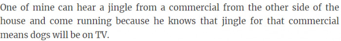 Dog reacts when hearing the jingle from a commercial.