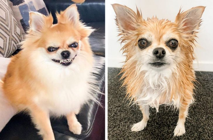 2. Want to know how quickly a dog's smile can go away? Well...