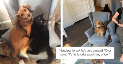 Dog Gets A Chair That Matches His Mom's, And Now He Can’t Stop Smiling