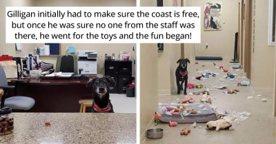 Shelter Dog Throws The Most Adorable Overnight Party After Escaping His Kennel