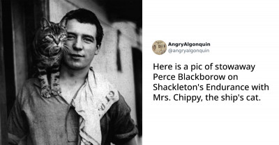 14 Historical Photos Of Cats Relaxing In Their Tiny Hammocks And Their Experiences Aboard Naval Ships Got Everyone Excited