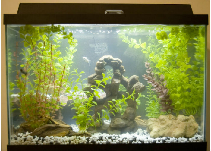 25. The fishes would have turned utterly butterly delicious. 