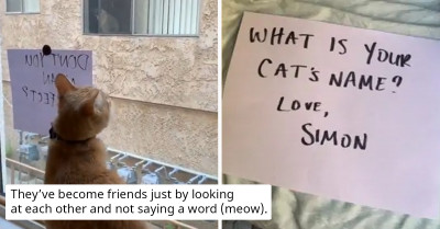 Two Cats Spend Hours Watching Each Other Across An Alley, So Their Owners Decided To Arrange A Meeting