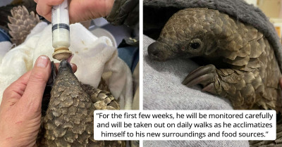 Little Pangolin Having The Time Of Its Life While Taking A Mud Bath Is The Adorable Content We Need Right Now