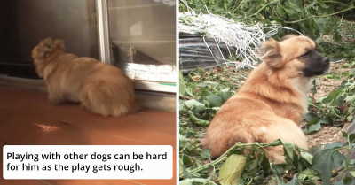 Legless Dog Wishes To Be Able To Walk On His Own