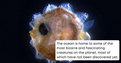 Scientists Make Incredible Breakthrough As They Identify The Larva Of One Of The Oddest-Shaped And Most Magnificent Creatures In The Ocean