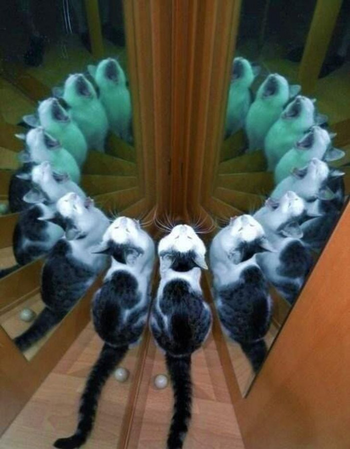 19. Since no one's going to attend the meeting, I'll attend with mirrors.